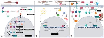 Mechanisms of Oral Bacterial Virulence Factors in Pancreatic Cancer